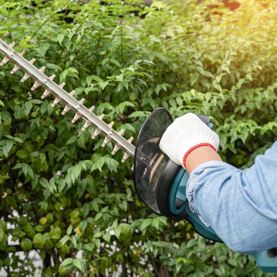 Gardener holding electric hedge trimmer to cut the treetop in garden.