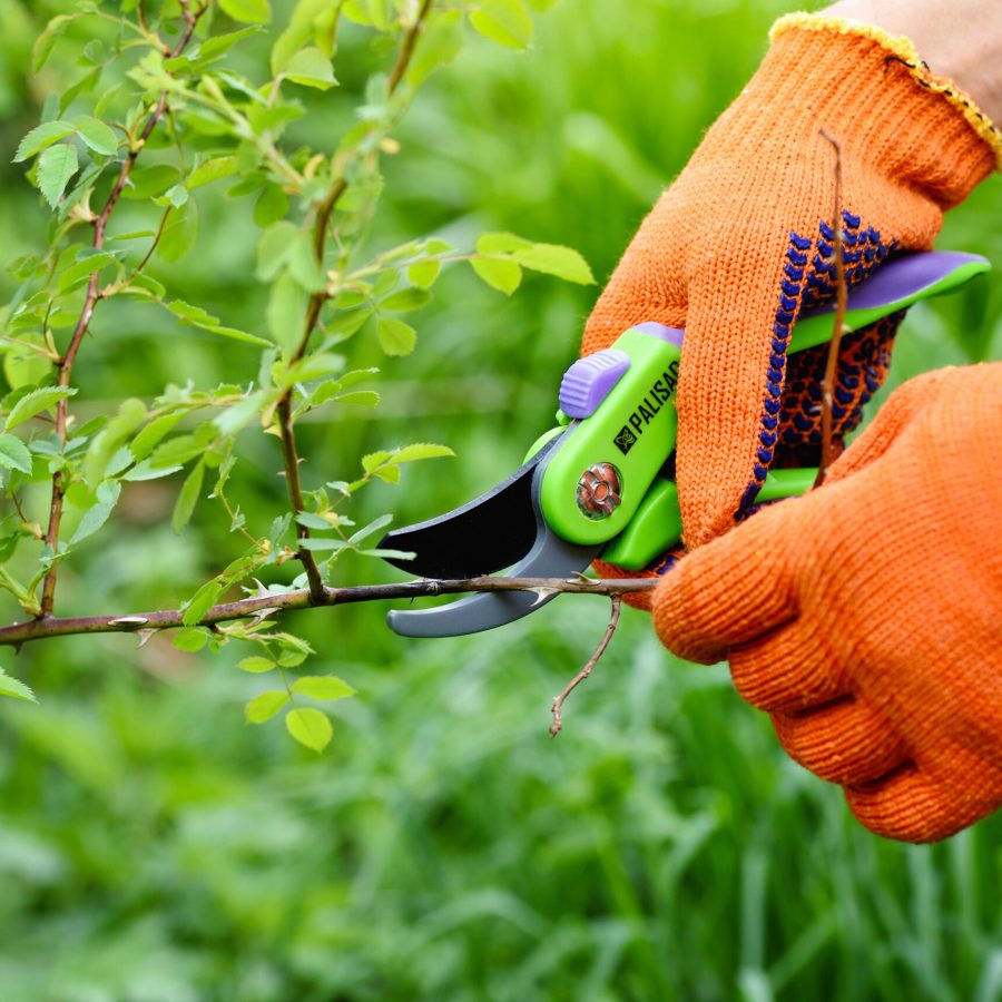 spring-pruning-roses-in-the-garden-gardener-s-han-2023-11-27-05-09-05-utc(1)